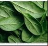 Pouco valorizado, esse vegetal protege as articulações e estimula o colágeno